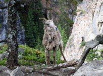 Wildlife
